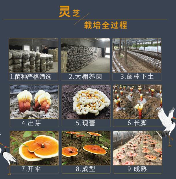 灵芝孢子粉有什么禁忌吗？长期吃灵芝孢子粉的副作用-第1张图片-灵芝之家