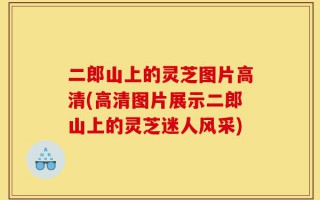 二郎山上的灵芝图片高清(高清图片展示二郎山上的灵芝迷人风采)