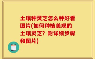 土壤种灵芝怎么种好看图片(如何种植美观的土壤灵芝？附详细步骤和图片)