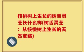 核桃树上生长的树舌灵芝长什么样(树舌灵芝：从核桃树上生长的天然宝藏)