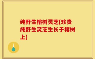 纯野生榕树灵芝(珍贵纯野生灵芝生长于榕树上)