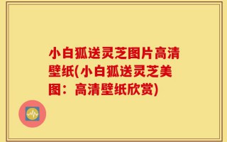 小白狐送灵芝图片高清壁纸(小白狐送灵芝美图：高清壁纸欣赏)