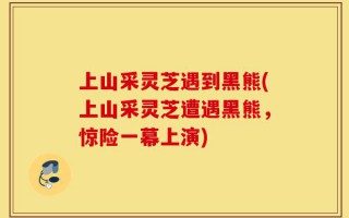 上山采灵芝遇到黑熊(上山采灵芝遭遇黑熊，惊险一幕上演)