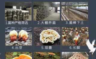 灵芝孢子粉有什么禁忌吗？长期吃灵芝孢子粉的副作用