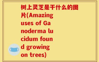 树上灵芝是干什么的图片(Amazing uses of Ganoderma lucidum found growing on trees)