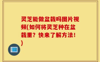 灵芝能做盆栽吗图片视频(如何将灵芝种在盆栽里？快来了解方法！)