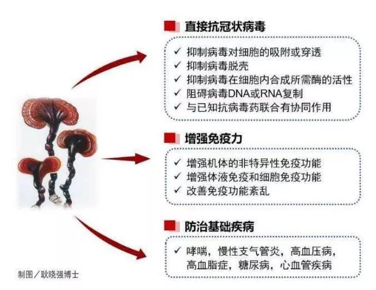 一场疫情让灵芝孢子粉提高免疫力的功效 “疫”外走红-第1张图片-灵芝之家