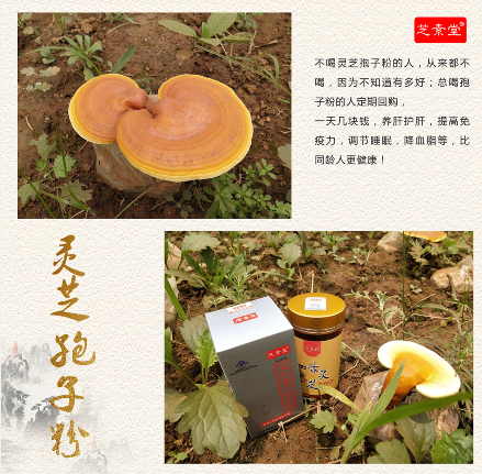 灵芝孢子粉的功效有哪些 灵芝孢子粉三大作用守护健康-第1张图片-灵芝之家