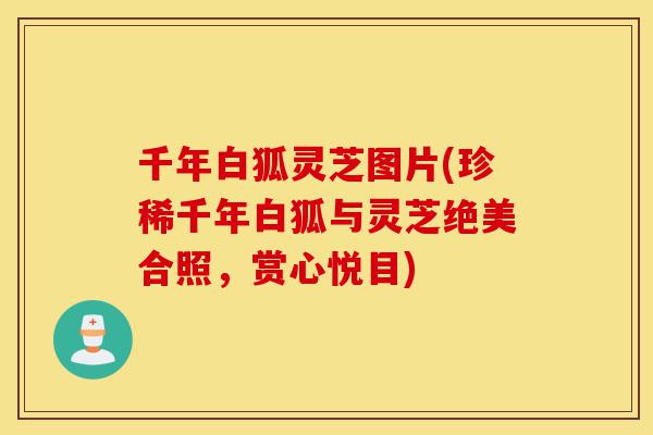 千年白狐灵芝图片(珍稀千年白狐与灵芝绝美合照，赏心悦目)-第1张图片-灵芝之家