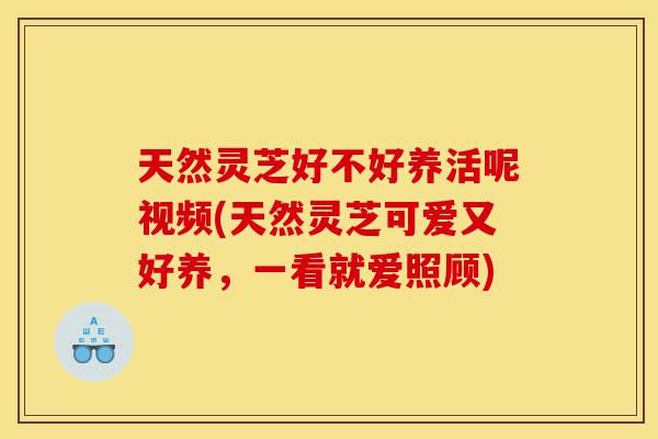 天然灵芝好不好养活呢视频(天然灵芝可爱又好养,一看就爱照顾)-第1张图片-灵芝之家 天然灵芝好不好养活呢视频(天然灵芝可爱又好养,一看就爱照顾)-第1张图片-灵芝之家