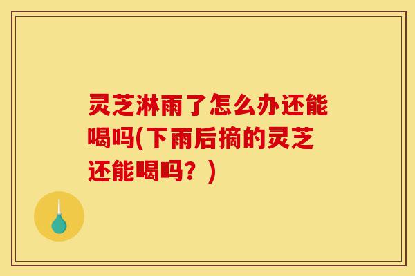 灵芝淋雨了怎么办还能喝吗(下雨后摘的灵芝还能喝吗?)-第1张图片-灵芝之家 灵芝淋雨了怎么办还能喝吗(下雨后摘的灵芝还能喝吗?)-第1张图片-灵芝之家