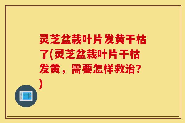 灵芝盆栽叶片发黄干枯了(灵芝盆栽叶片干枯发黄,需要怎样救治?)-第1张图片-灵芝之家 灵芝盆栽叶片发黄干枯了(灵芝盆栽叶片干枯发黄,需要怎样救治?)-第1张图片-灵芝之家