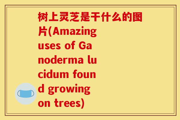 树上灵芝是干什么的图片(Amazing uses of Ganoderma lucidum found growing on trees)-第1张图片-灵芝之家