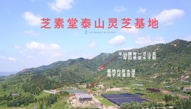 泰山灵芝孢子粉有什么作用？-第1张图片-灵芝之家