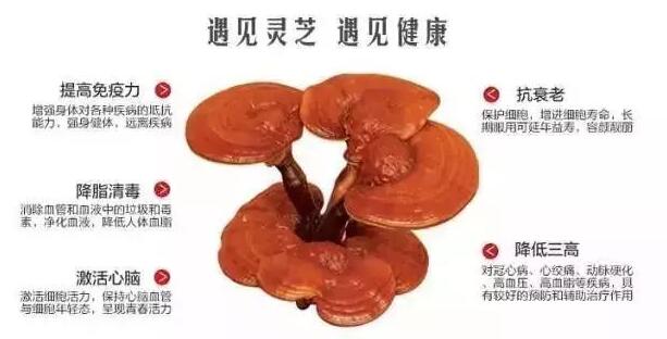 灵芝孢子粉的禁忌是什么?有哪些灵芝孢子粉不适宜人群?-第1张图片-灵芝之家 灵芝孢子粉的禁忌是什么?有哪些灵芝孢子粉不适宜人群?-第1张图片-灵芝之家