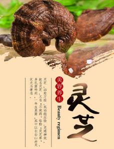 破壁灵芝孢子粉的功效与作用有什么好处？-第1张图片-灵芝之家