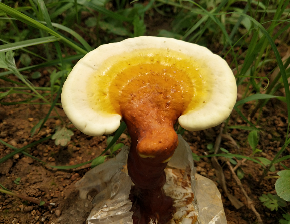 灵芝孢子粉怎样服用?哪种灵芝孢子粉吃法最好吸收?-第1张图片-灵芝之家 灵芝孢子粉怎样服用?哪种灵芝孢子粉吃法最好吸收?-第1张图片-灵芝之家