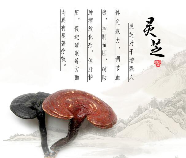 灵芝孢子粉的功用 适合气阴两虚的体质服用吗？-第1张图片-灵芝之家