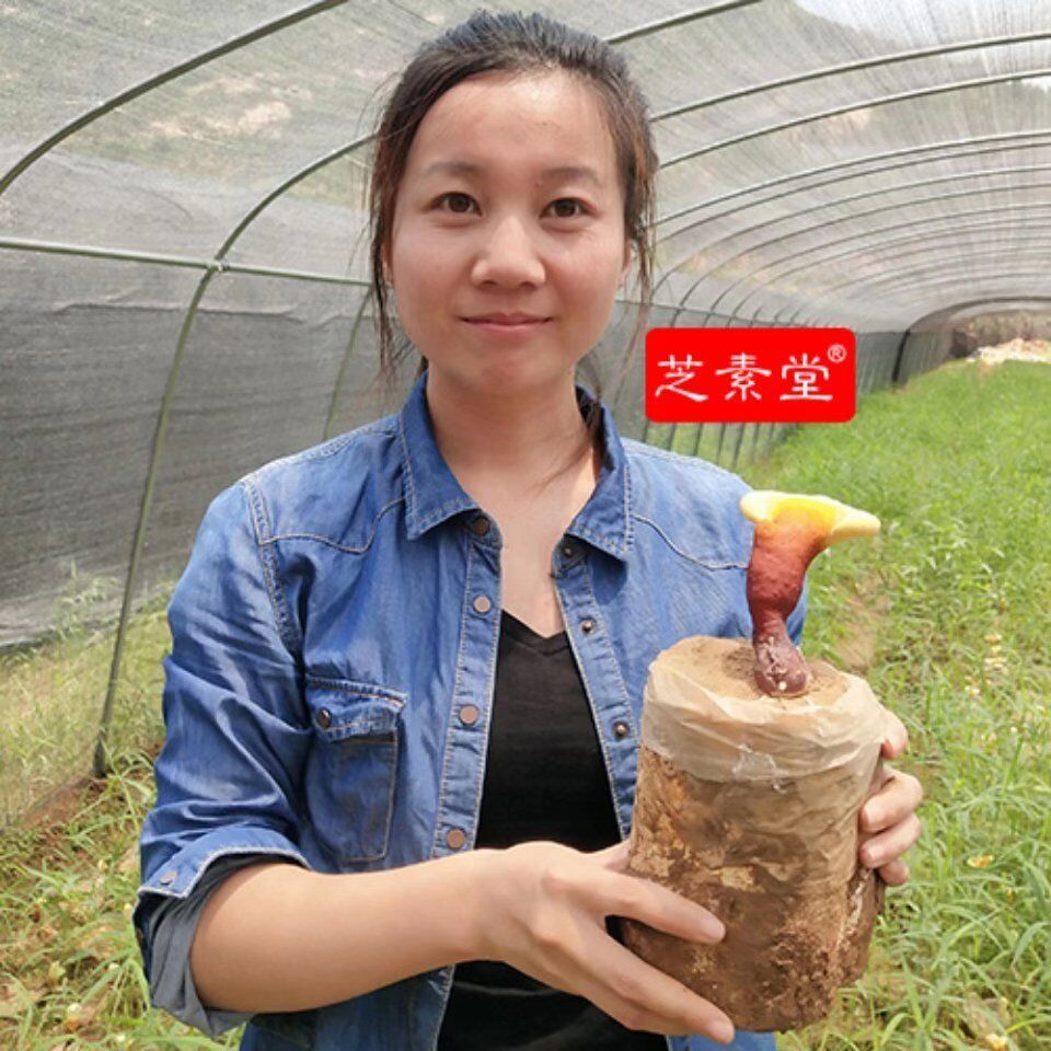 女人长期吃 灵芝孢子粉的好处 您知道吗？-第1张图片-灵芝之家
