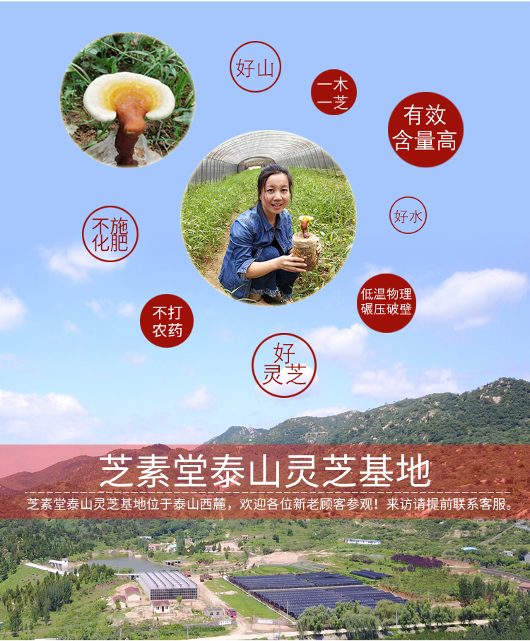 灵芝孢子粉正宗与否取决于灵芝种植地-第1张图片-灵芝之家