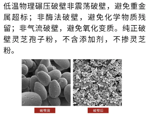 什么是灵芝孢子粉破壁?破壁灵芝孢子粉哪个牌子比较好?-第1张图片-灵芝之家 什么是灵芝孢子粉破壁?破壁灵芝孢子粉哪个牌子比较好?-第1张图片-灵芝之家