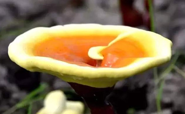 灵芝孢子粉哪里的最好?最靠谱?-第1张图片-灵芝之家 灵芝孢子粉哪里的最好?最靠谱?-第1张图片-灵芝之家