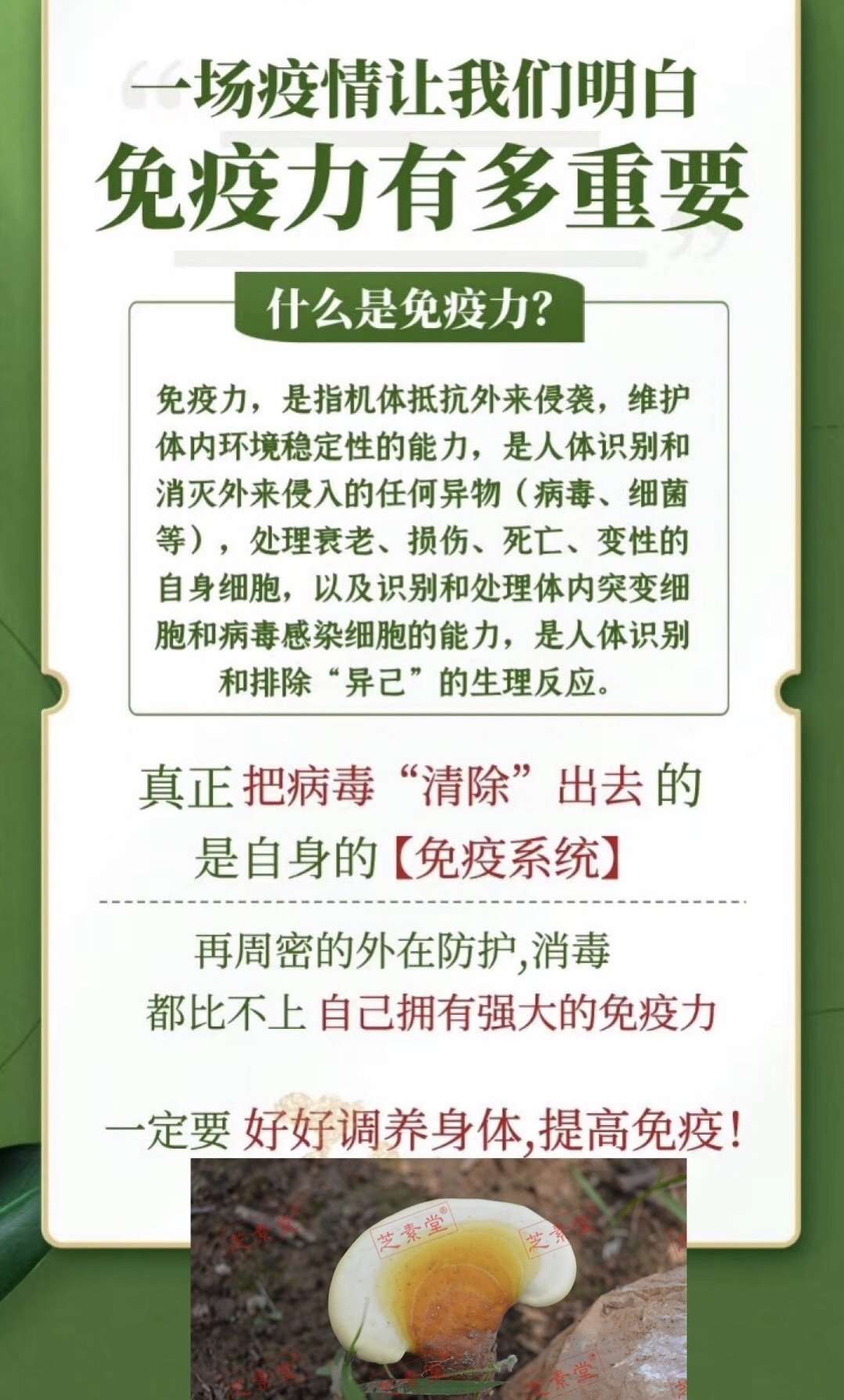 什么年龄段的人群可以吃灵芝孢子粉提高免疫力？-第1张图片-灵芝之家