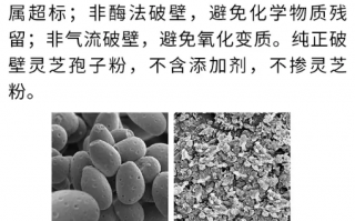 什么是灵芝孢子粉破壁？破壁灵芝孢子粉哪个牌子比较好？