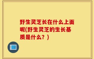 野生灵芝长在什么上面呢(野生灵芝的生长基质是什么？)