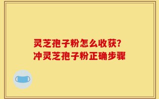 灵芝孢子粉怎么收获？冲灵芝孢子粉正确步骤