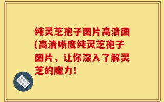 纯灵芝孢子图片高清图(高清晰度纯灵芝孢子图片，让你深入了解灵芝的魔力！