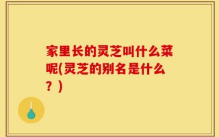 家里长的灵芝叫什么菜呢(灵芝的别名是什么？)