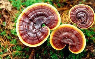 灵芝孢子粉的正确吃法 灵芝孢子粉怎么吃吸收最好？