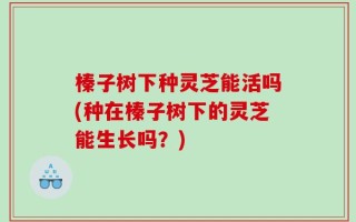 榛子树下种灵芝能活吗(种在榛子树下的灵芝能生长吗？)