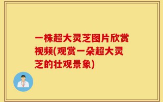 一株超大灵芝图片欣赏视频(观赏一朵超大灵芝的壮观景象)