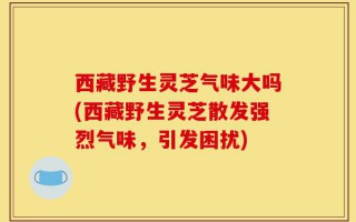西藏野生灵芝气味大吗(西藏野生灵芝散发强烈气味，引发困扰)