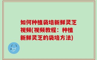 如何种植袋培新鲜灵芝视频(视频教程：种植新鲜灵芝的袋培方法)