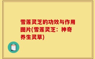 雪莲灵芝的功效与作用图片(雪莲灵芝：神奇养生灵草)