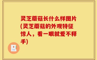 灵芝蘑菇长什么样图片(灵芝蘑菇的外观特征惊人，看一眼就爱不释手)