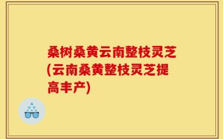 桑树桑黄云南整枝灵芝(云南桑黄整枝灵芝提高丰产)