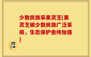少数民族采黑灵芝(黑灵芝被少数民族广泛采摘，生态保护亟待加强)
