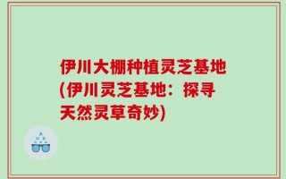 伊川大棚种植灵芝基地(伊川灵芝基地：探寻天然灵草奇妙)