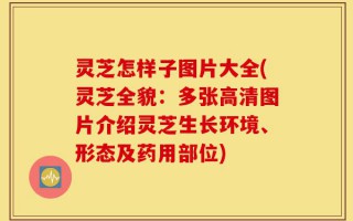 灵芝怎样子图片大全(灵芝全貌：多张高清图片介绍灵芝生长环境、形态及药用部位)