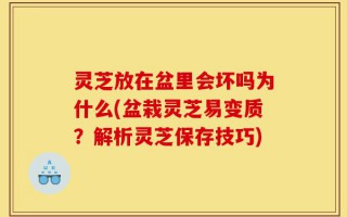 灵芝放在盆里会坏吗为什么(盆栽灵芝易变质？解析灵芝保存技巧)