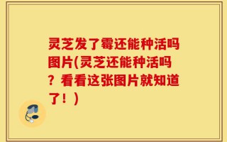 灵芝发了霉还能种活吗图片(灵芝还能种活吗？看看这张图片就知道了！)