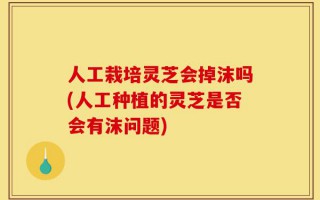 人工栽培灵芝会掉沫吗(人工种植的灵芝是否会有沫问题)