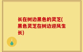 长在树边黑色的灵芝(黑色灵芝在树边迎风生长)