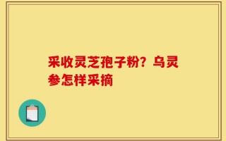 采收灵芝孢子粉？乌灵参怎样采摘