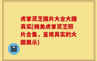 虎掌灵芝图片大全大图真实(精美虎掌灵芝照片合集，呈现真实的大图展示)