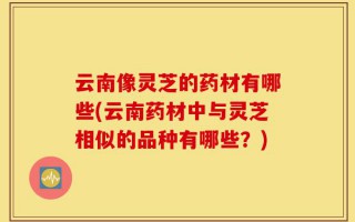 云南像灵芝的药材有哪些(云南药材中与灵芝相似的品种有哪些？)